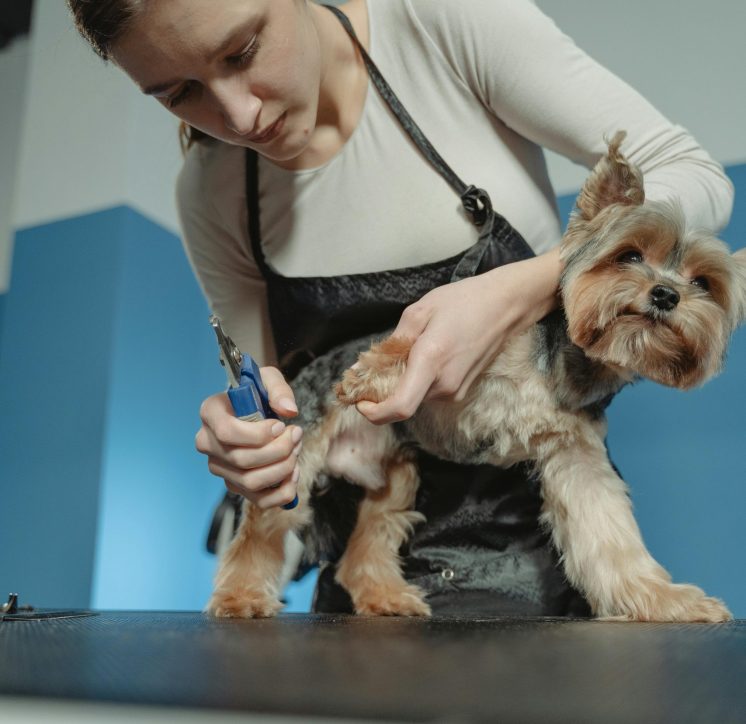 Lead Dog Groomer