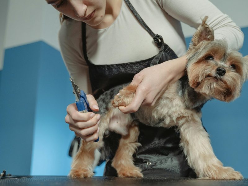 Lead Dog Groomer